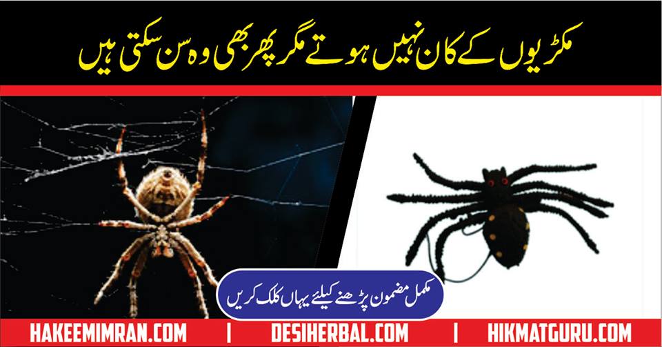 Spider Information In Urdu Makdi Ka Jala