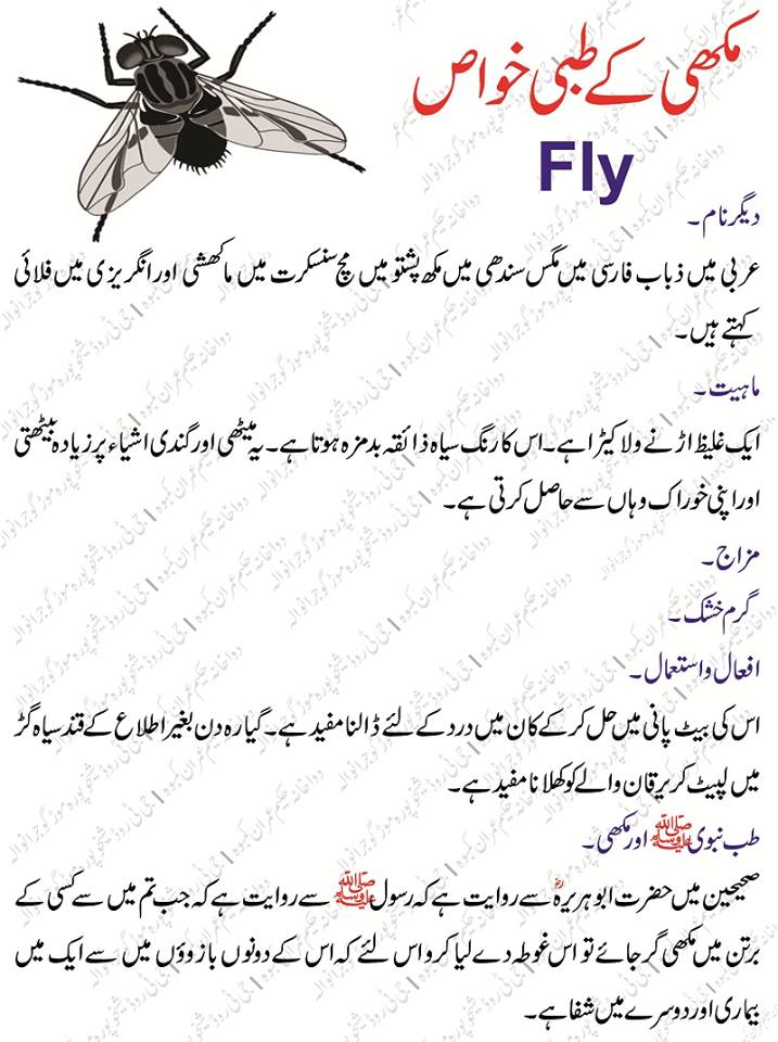 Makhee (Fly) Kay Tibbi Benefits