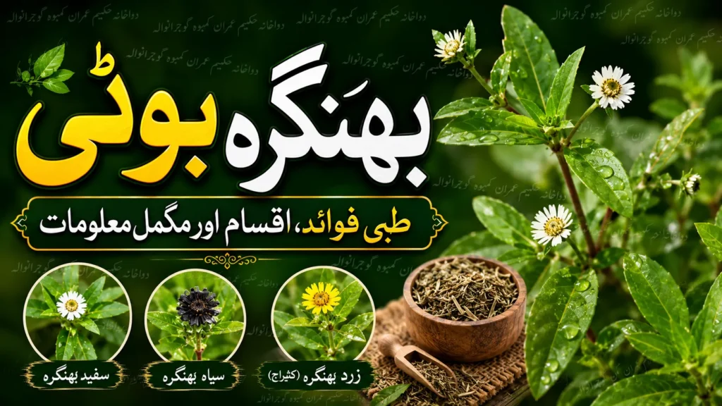 hakeemimran.combhangra-booti-ke-tibbi-fawaid