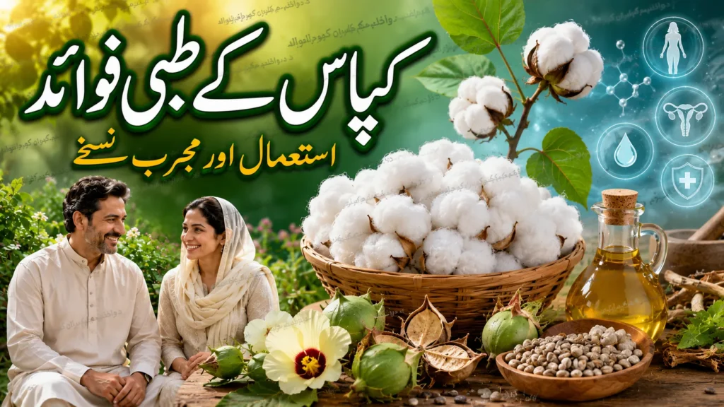 hakeemimran.comkapas-ke-tibbi-fawaid-aur-istemal